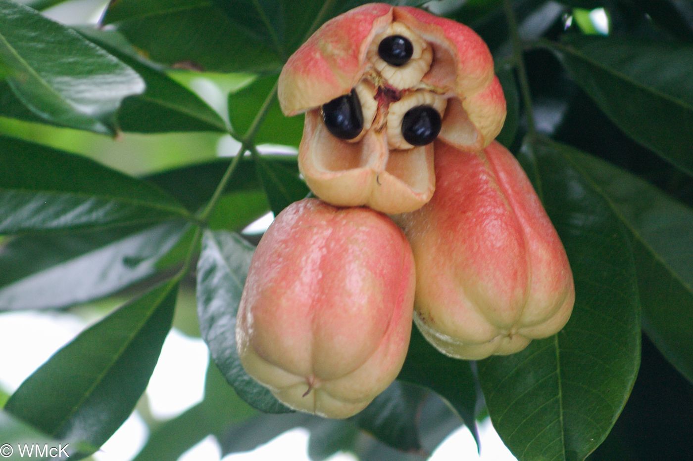 Ackee fruit ripening on the tree
